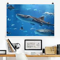 Klebefieber Poster Fish in the Sea