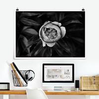 Klebefieber Poster Pfingstrosenblüte vor Blättern Schwarz Weiß