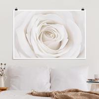 Klebefieber Poster Pretty White Rose