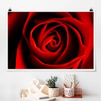 Klebefieber Poster Liebliche Rose