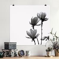 Klebefieber Poster Frühlingsbote Magnolie Schwarz Weiß