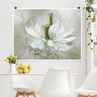 Klebefieber Poster Weiße Nigella