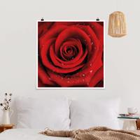 Klebefieber Poster Rote Rose mit Wassertropfen