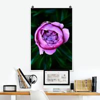 Klebefieber Poster Lila Pfingstrosenblüte vor Blättern