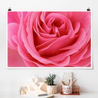 Klebefieber Poster Lustful Pink Rose