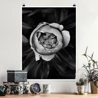 Klebefieber Poster Pfingstrosenblüte vor Blättern Schwarz Weiß