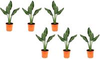 Flower-up Exotische paradijsvogelplant - Strelitzia reginae - 6 Stuks - 25 -38 Cm - Voor Binnen en Buiten