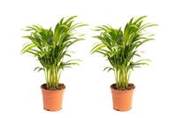 Flower-up Areca palm - Goudpalm - Dypsis Lutescens Areca - Large - 65-70 Cm - 2 Stuks