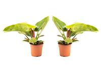 Flower-up Philondendron Imperial Green Large - 50-60 Cm - 2 Stuks