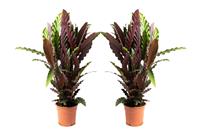 Flower-up Pauwenplant - Calathea Rufibarba - Large -  50-60Cm - 2 Stuks