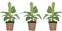 Flower-up Tropische bananenplanten - Musa Oriental Dwarf - 3 Stuks - 25- 38Cm