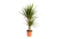 Flower-up Drakenbloedboom - Dracaena Marginata - Large - 75-80Cm - 1 Stuk