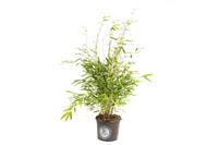 Flower-up BamboeNiet woekerendMedium - Fargesia - 40-60Cm - 1 Stuk