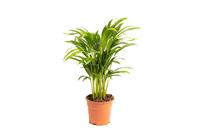 Flower-up Areca palm - Goudpalm - Dypsis Lutescens Areca - Large - 65-70 Cm - 1 Stuk