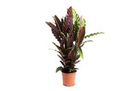 Pauwenplant - Calathea Rufibarba - Large -  50-60Cm - 1 Stuk