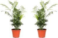 Flower-up Mexicaanse Bergpalm - Chamaedorea Elegans - Large - 50-60Cm - 2 Stuks