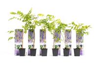 Flower-up Blauwe regenplanten - Wisteria - 6 Stuks - 30-38Cm