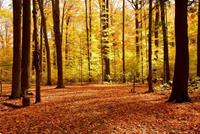 Papermoon Fototapete »Autumn Forest«, glatt