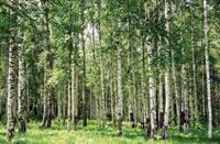 Papermoon Fotobehang Birch forest