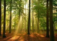 Papermoon Fototapete »Forest in the Morning«, glatt