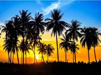 Papermoon Fotobehang Coconut palm Trees