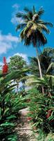 Papermoon Fotobehang Palm Path - deurbehang Vlies, 2 banen, 90x 200 cm (2 stuks)