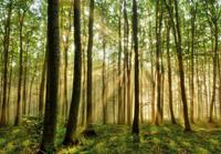 Papermoon Fototapete »Forest«, glatt