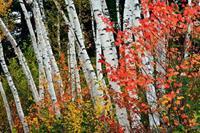 Papermoon Fototapete »Herbst Birkenwald«, samtig, Vliestapete, hochwertiger Digitaldruck
