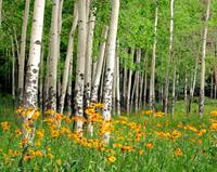Papermoon Fotobehang Aspen Grove and oranje Wildflowers
