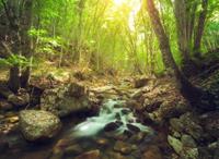 Papermoon Fototapete »Forest Creek«, glatt