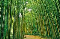 Papermoon Fototapete »Bamboo Forest«, glatt