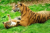 Papermoon Fototapete »Tiger with Baby«, glatt