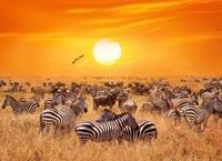 Papermoon Fototapete »African Antelopes and Zebras«, glatt