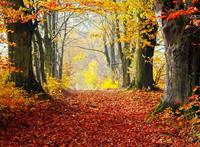 Papermoon Fotobehang Autumn forest Path