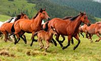 Papermoon Fototapete »Wild Horses«, glatt