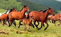 Papermoon Fotobehang Wild Horses