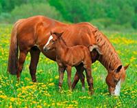 Papermoon Fototapete »Horses«, matt, (5 St), Vlies, 5 Bahnen, 250 x 180 cm