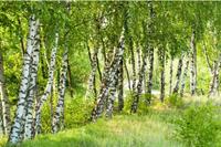 Papermoon Fototapete »Birch Tree Forest«, glatt