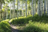 Papermoon Fototapete »Birch Hiking Trail«, glatt