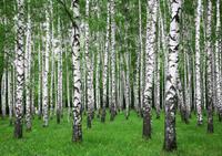 Papermoon Fotobehang Zoemer Birch forest