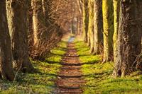 Papermoon Fototapete »Forest Walk Tunnel«, glatt