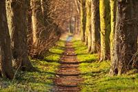 Papermoon Fototapete »Forest Walk Tunnel«, glatt