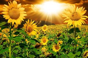 Papermoon Fototapete "Sonnenblumen"
