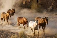 Papermoon Fototapete »Wild Horses«, glatt