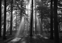 Papermoon Fotobehang Forrest morning in black & white