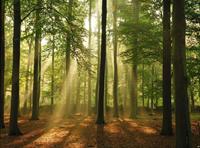 Papermoon Fotobehang Forest In the Morning