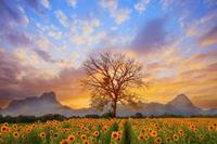 Papermoon Fotobehang Landschap met zonnebloemen Vliesbehang, eersteklas digitale print