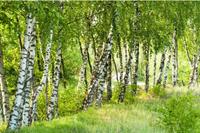 Papermoon Fotobehang Birch Tree forest