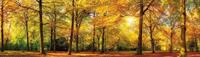 Papermoon Fototapete »Autum Forrest Panorama«, matt, (2 St), Vlies, 2 Bahnen, 350 x 100 cm