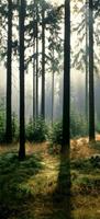 Papermoon Fototapete »Forest - Türtapete«, matt, (2 St), Vlies, 2 Bahnen, 90 x 200 cm